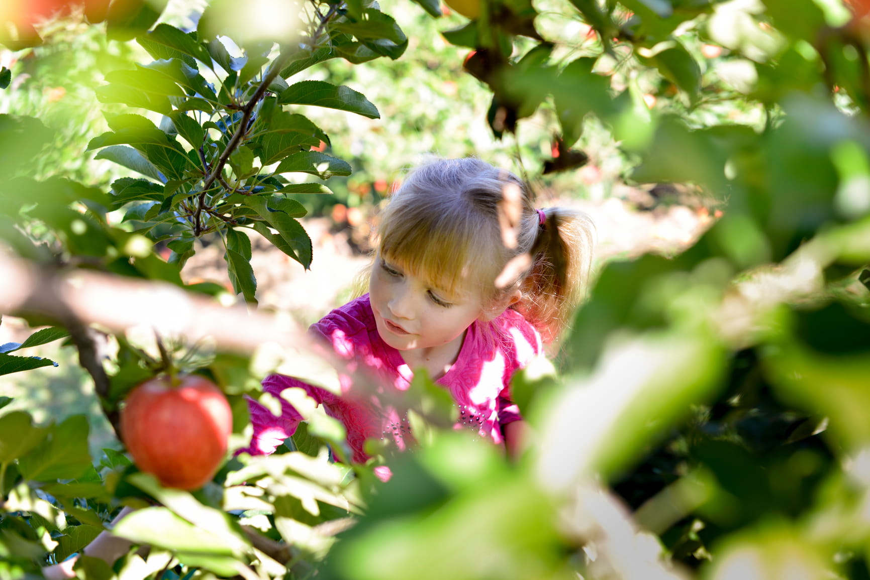Young girl picking apple from tree